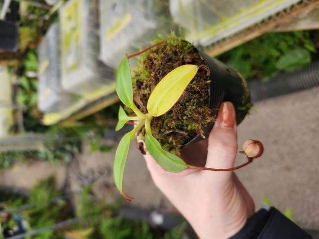 E613 1-4 N. rajah x villosa #NNN - Y's Exotics （山田食虫植物農園）