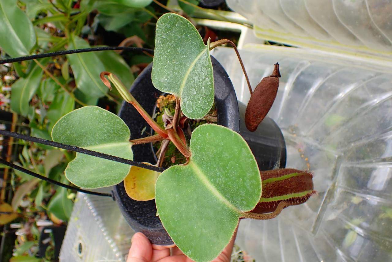 Y667 1-4 N. nebularum Mt. Mayo - Y's Exotics （山田食虫植物農園）