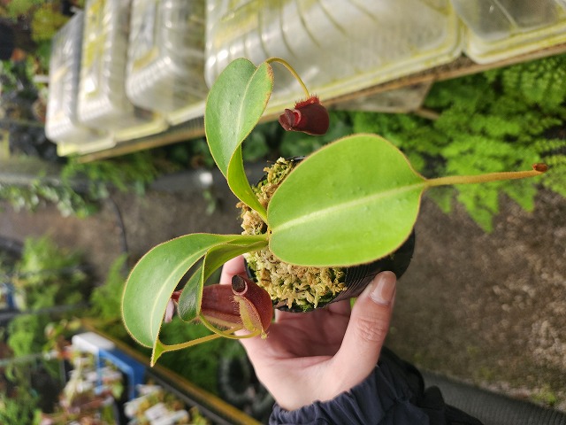 N . (truncata x peltata) x lowii 食虫植物 N . (truncata x peltata) x lowii 食虫植物