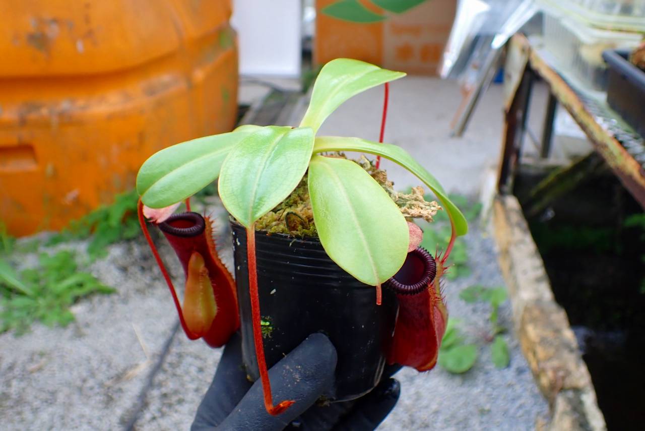 食虫植物 N.ventricosa (Quezon Prov.) Amazon.co.jp: N.ventricosa Quezon,Luzon 201902 YFK2 3号現品限り