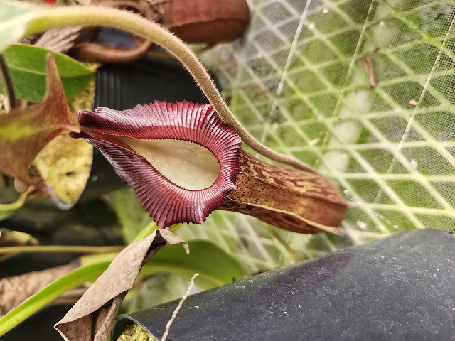 R232 1-2 N. edwardsiana red x maxima green (K) EP - Y's Exotics