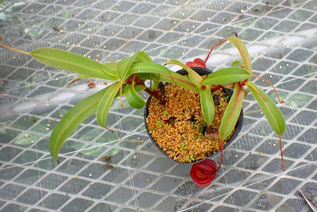 Y528 5-3 #BBB N. ventricosa (a) x tenuis | Y's Exotics