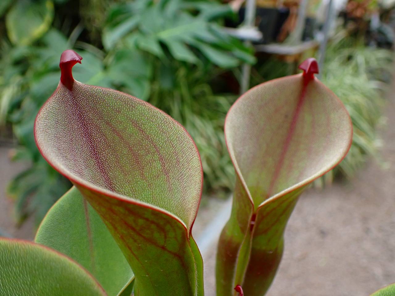 G932 1-1 #BBB H. folliculata (K) x minor var. pilosa AW - Y's