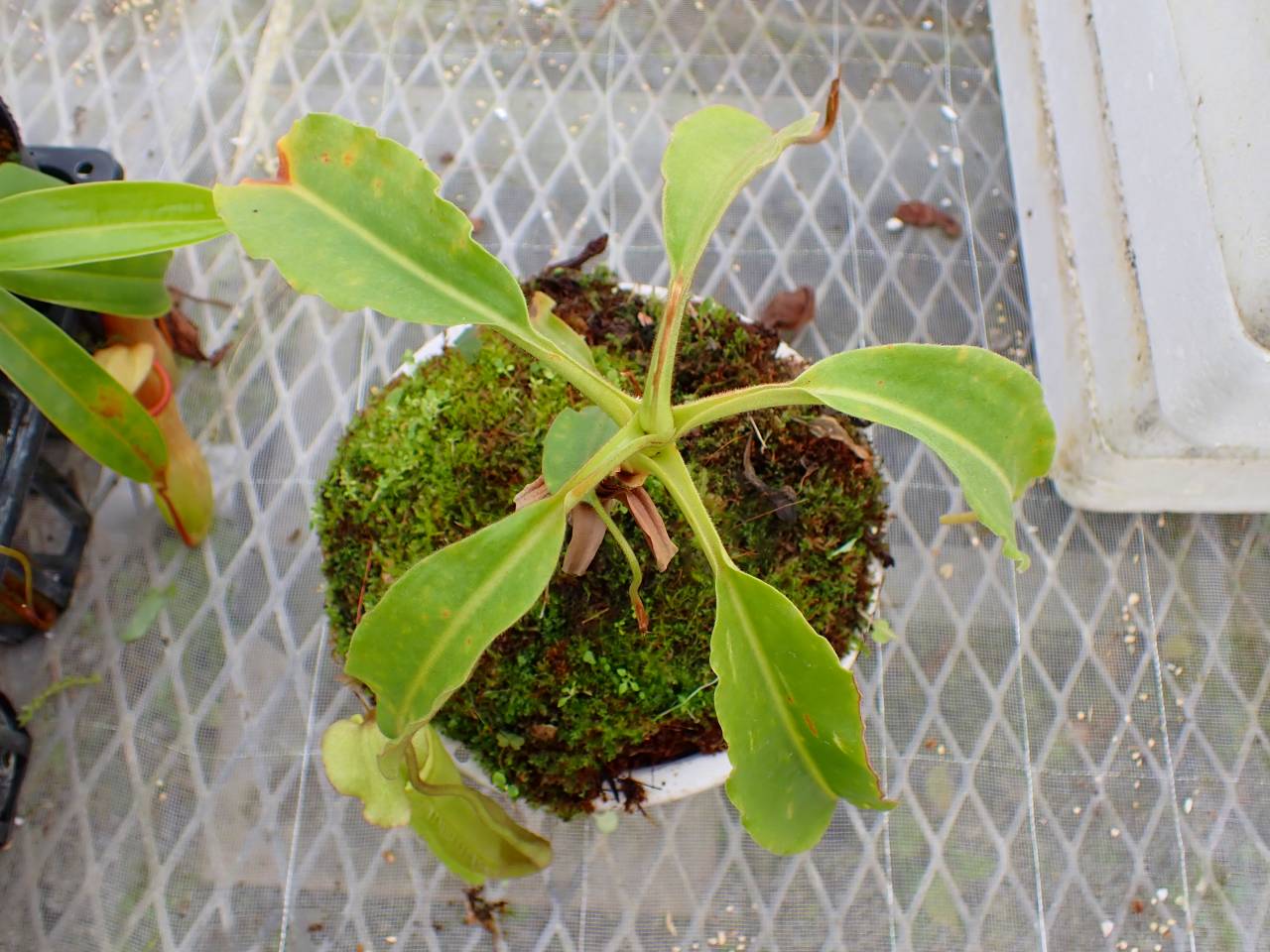 Y863 4-1 N. maxma wavy stem x maxima(d) Sulawesi green Y's - Y's