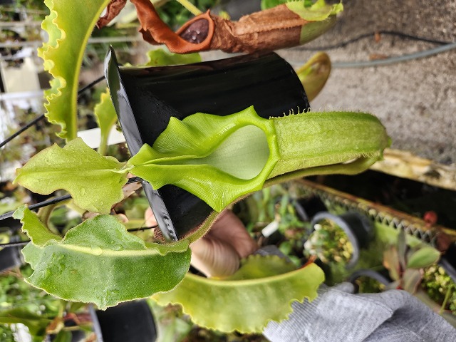 732〓希少 Myrciaria Pilosa 熱帯果樹 ラスト1苗 732〓希少 Myrciaria Pilosa 熱帯果樹 ラスト1苗