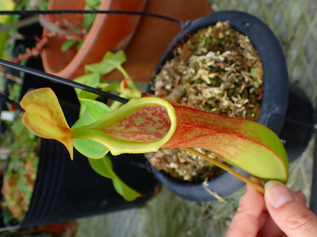 R341 5-1 #BBB N. truncata x alata 現地由来 - Y's Exotics （山田食