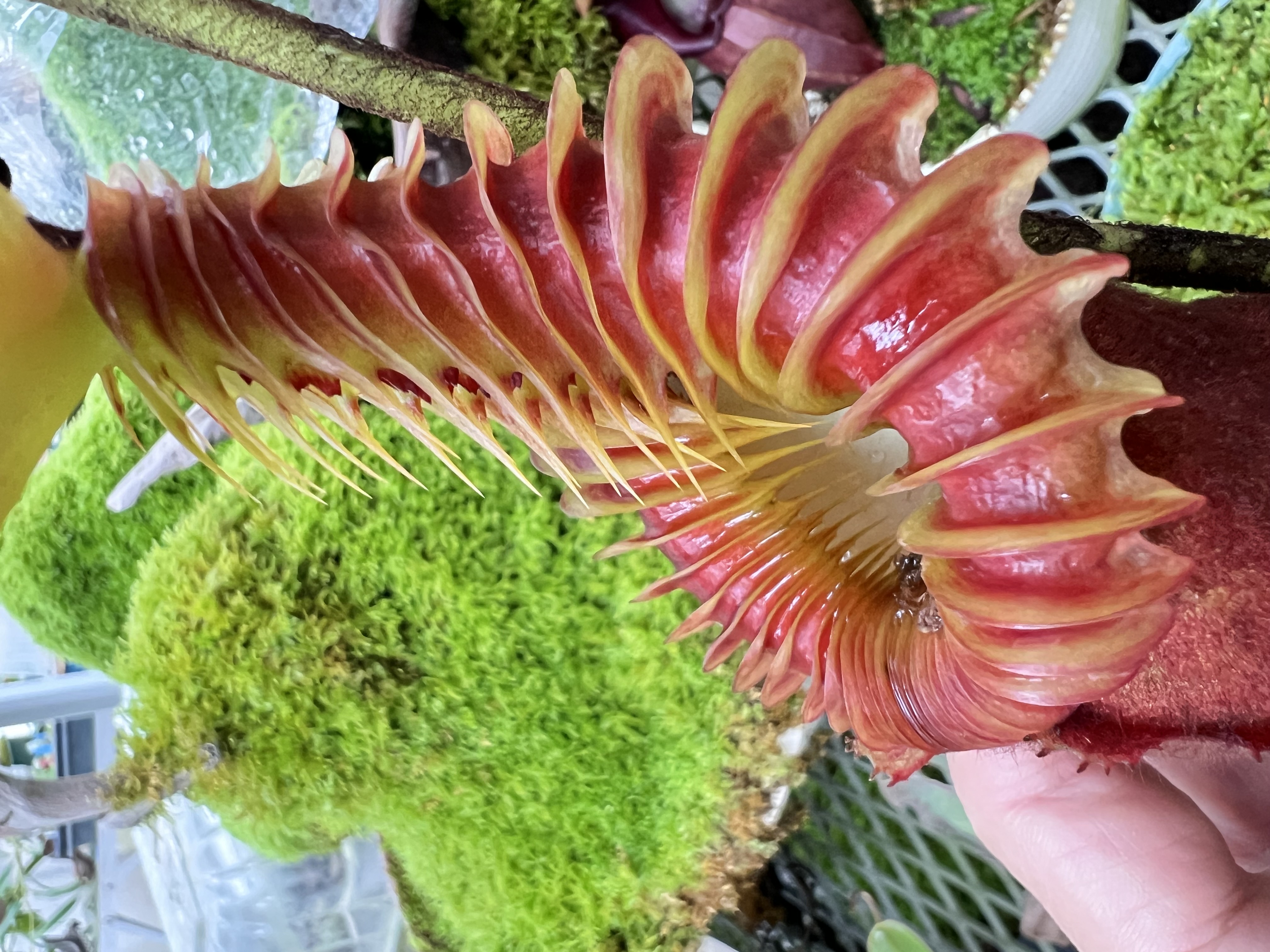 N.xharryana Tambuyukon - Y's Exotics （山田食虫植物農園）