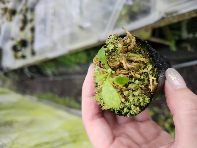 セファロタス seedling of Hummer’s Giant 02 BCP Y685 1-1 Cephalotus follicularis seedling of Hummer's Giant 02 BCP