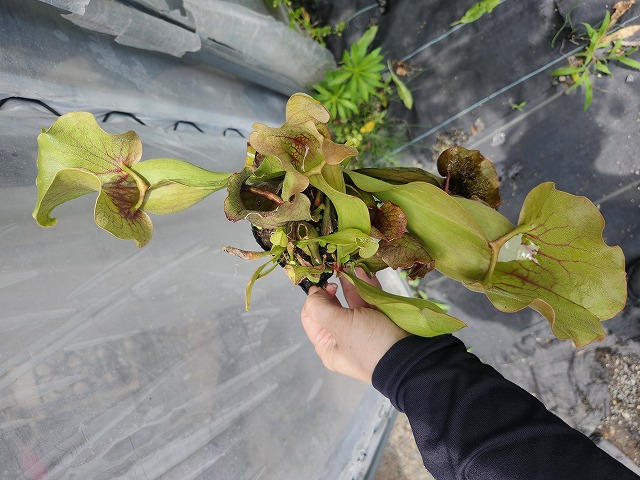 G832 4H S. purpurea venosa var. burkii CK - Y's Exotics （山田食虫