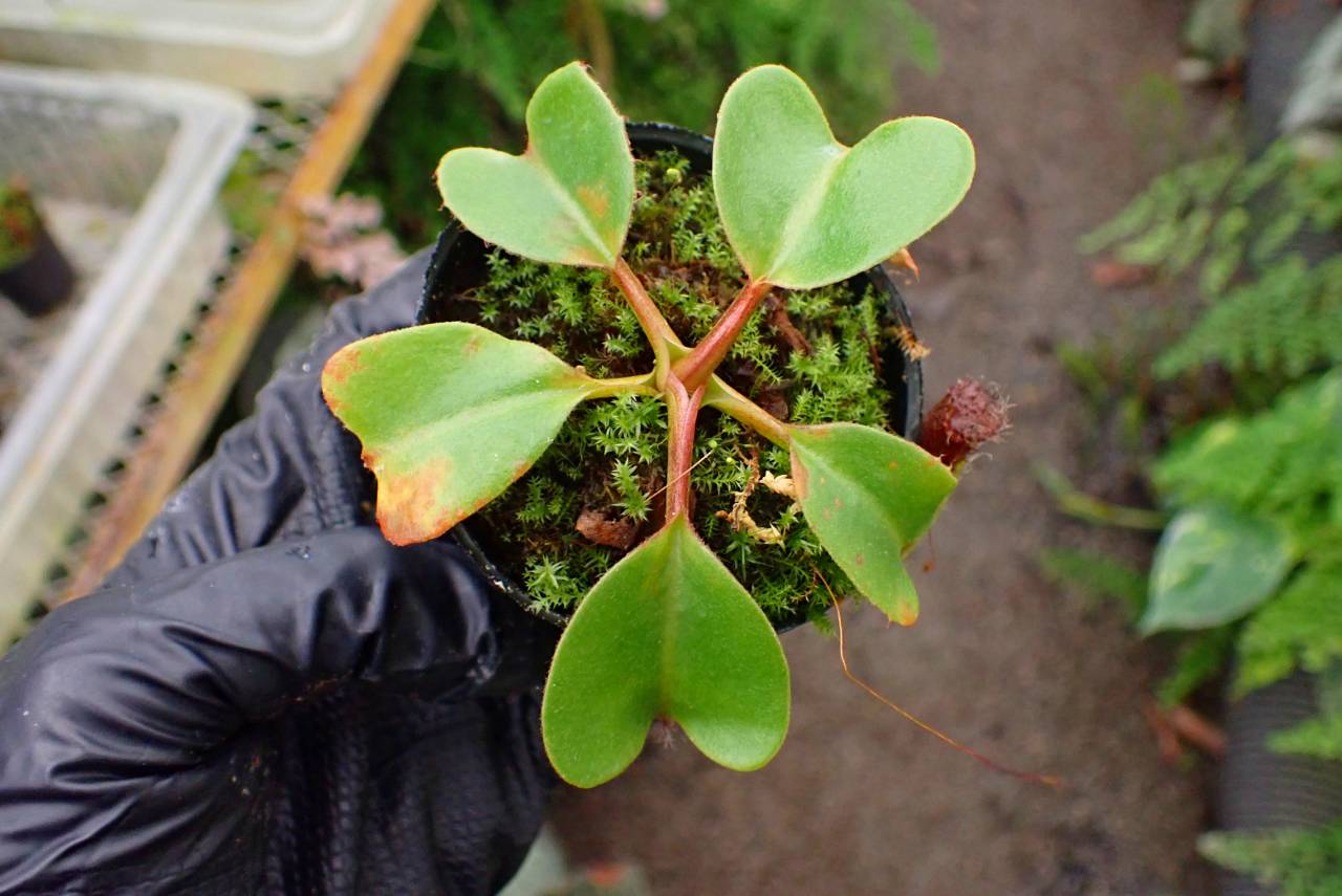 G144 1-4 N. nebularm sibcross Y's | Y's Exotics （山田食虫植物農園）