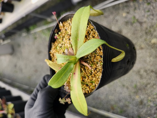 J582 5-3 N. northiana TF - Y's Exotics （山田食虫植物農園）