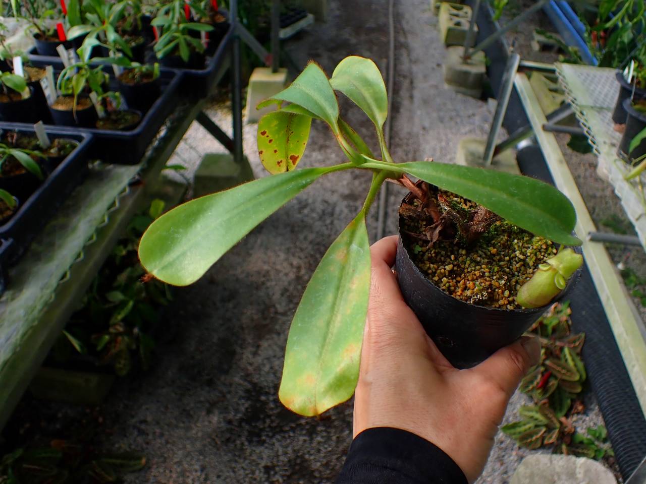 G012 3-2 N. veitchii Bario TH - Y's Exotics （山田食虫植物農園）