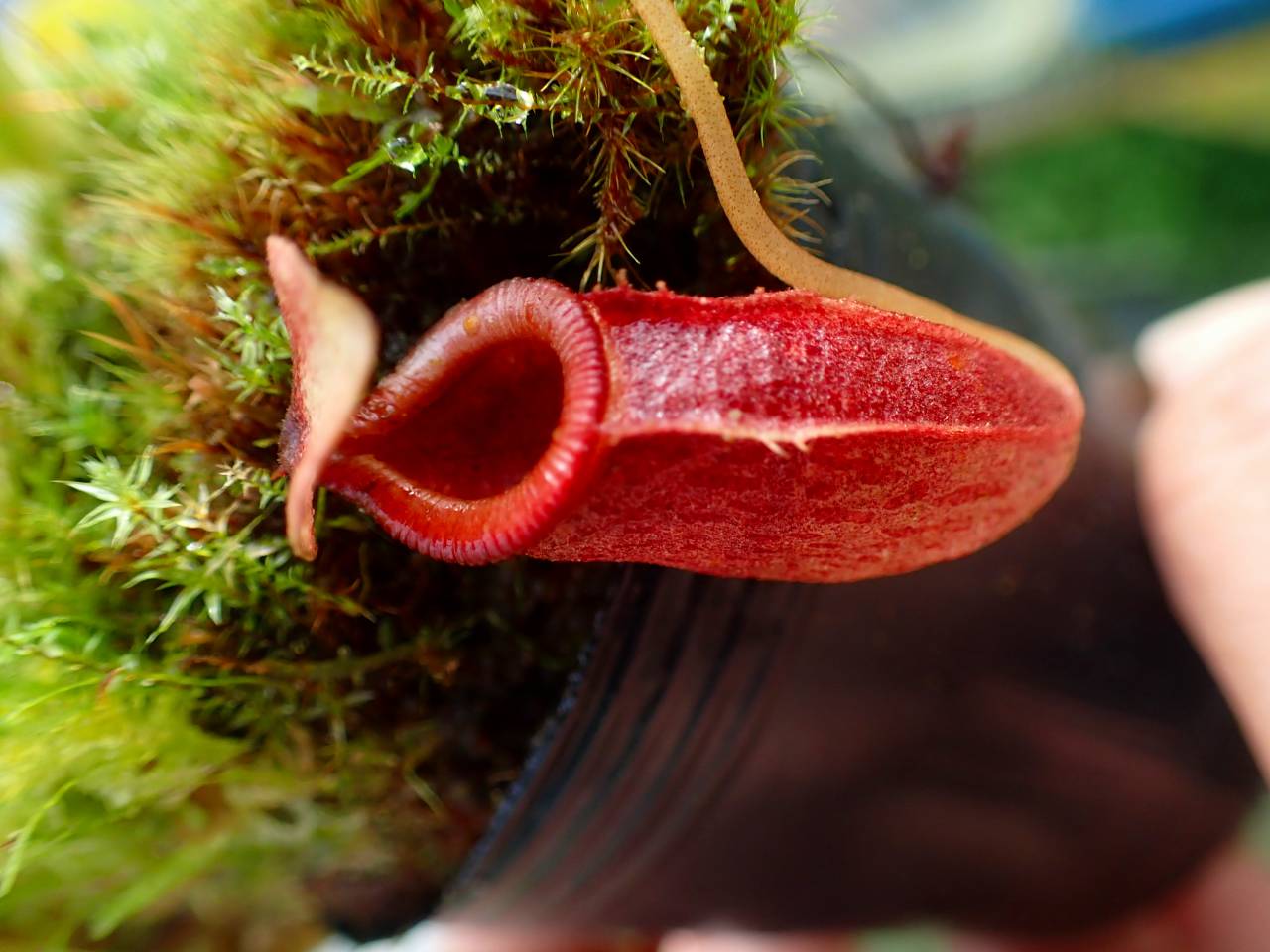 Y908 1-2 N. jacquelineae x bongso #NNN - Y's Exotics （山田食虫