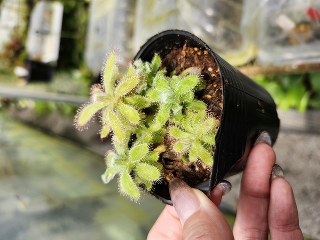 O126 1-4 D. ramentacea Y's Lab | Y's Exotics （山田食虫植物
