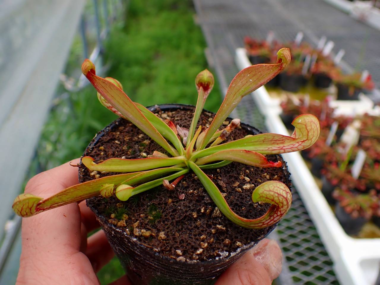 G018 4-1 S. psittacina parrot pitcher SWC - Y's Exotics （山田食虫