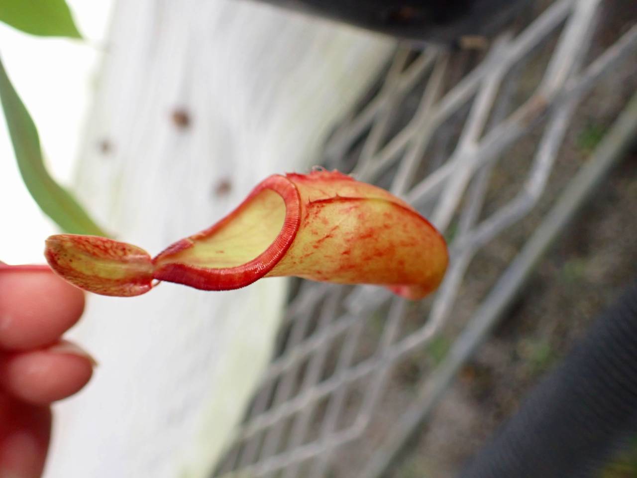 食虫植物N. xtrusmadensis AW clone:3 食虫植物N. xtrusmadensis AW clone:3 食虫植物N. xtrusmadensis AW