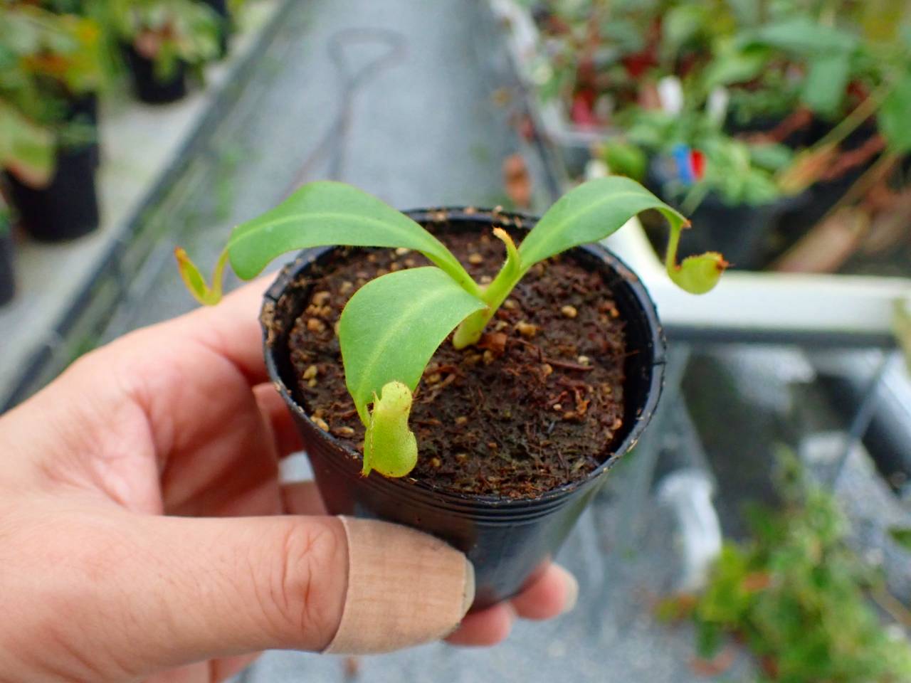 P576 5-3 [YA-170] N. clipeata Nep Gardner Y's Lab - Y's Exotics