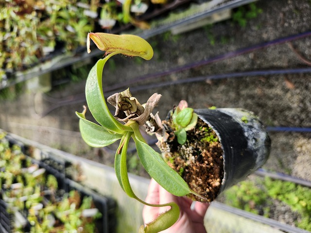 ポムぽむ:NOLLEY'S /BISHU JAPAN ミックスツィード P955 4-2 N. minami triumph | Y's Exotics (山田食虫植物農園)