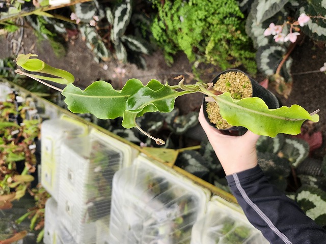 P150 1-2 N. maxima wavy leaf (green pitcher hard wavy No.38) | Y's