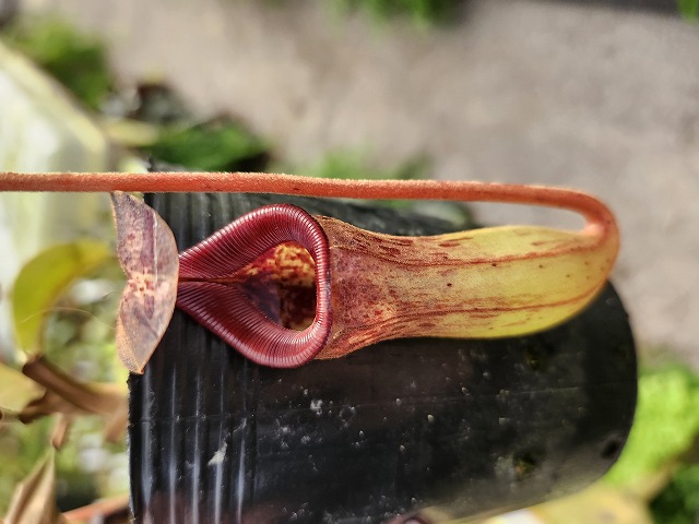 G023 1-2 N. lowii x (sibuyanensis x maxima) EP - Y's Exotics
