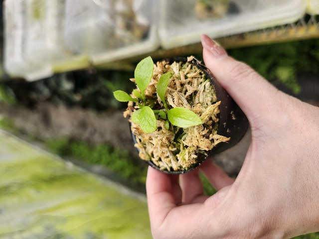 G879 1-1 Cphalotus follicularis {seedling of Hummer's Giant}[BCP