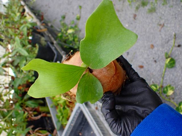 P992 5-3 Platycerium ラベル落ち | Y's Exotics （山田食虫植物農園）
