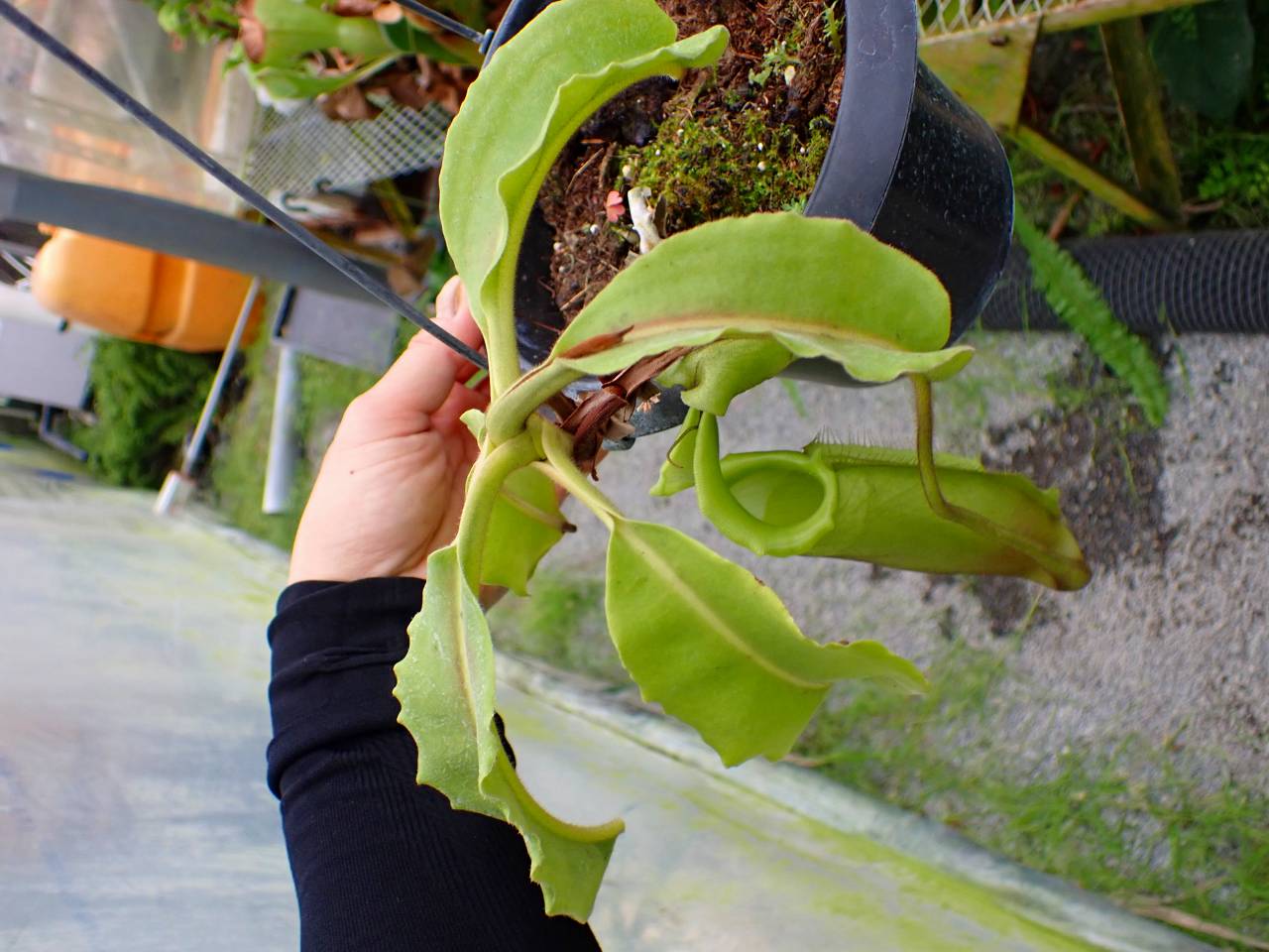 E579 1-1 N. maxima wavy stem x maxima (d) Sulawesi green Y's - Y's