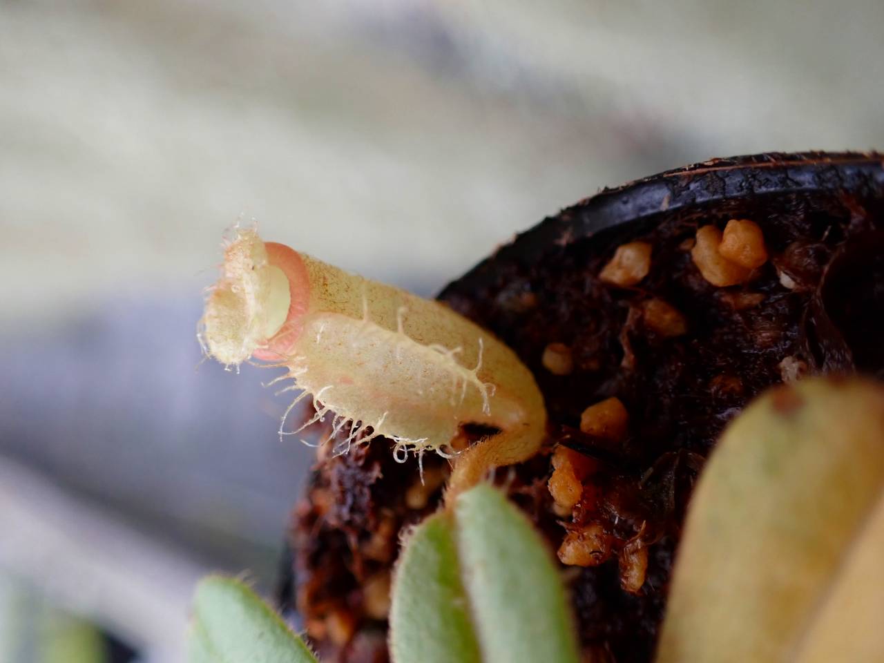 R627 5-1 [YA-29] N. vieillardii mt. Kagnis Giant Y's Lab - Y's