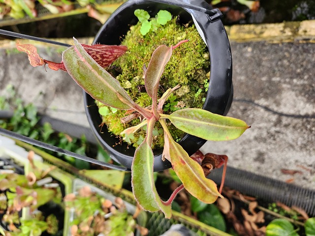 ウエムラ Y831 1-1 N. maxima (wavy leaf) No,111 - Y's Exotics （山田食虫植物