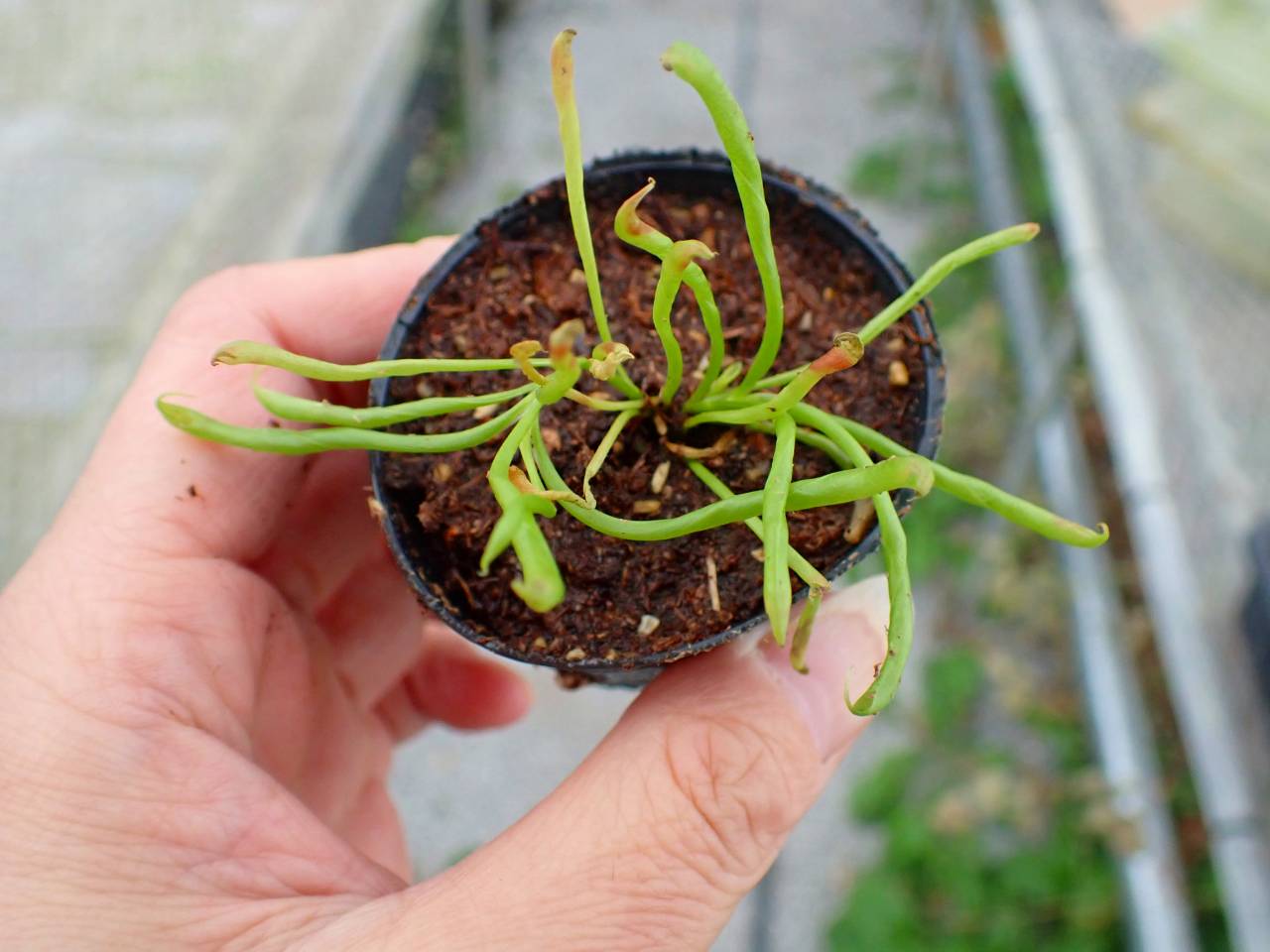 は*ん様 食虫植物 Darlingtonia californica 株分け 食虫植物 Darlingtonia californica 株分け