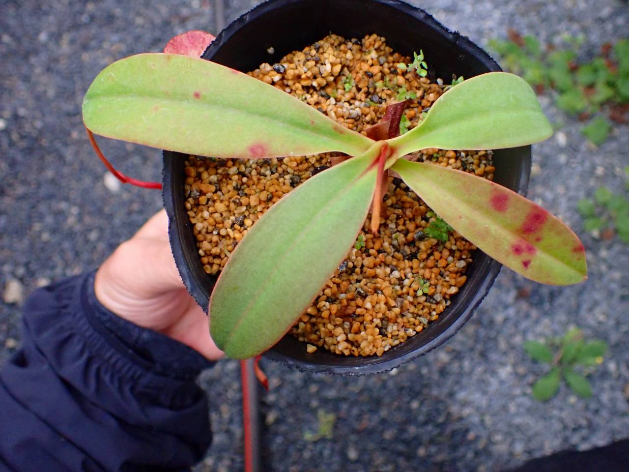 Y016 5-3 N. peltata x ventricosa red 山本 - Y's Exotics （山田食虫
