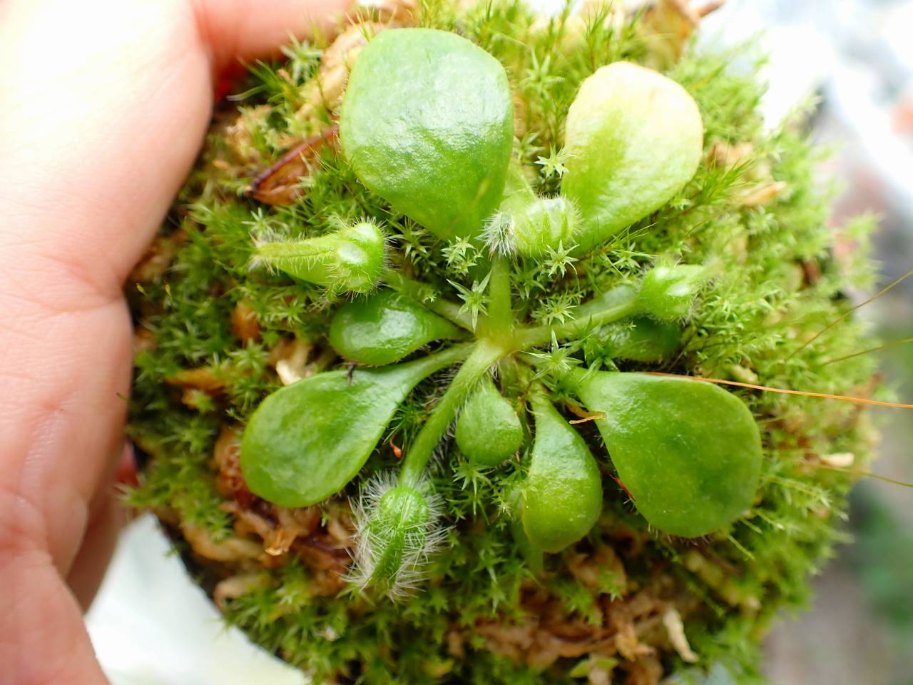 E153 1-1 Cephalotus follicularis GS - Y's Exotics （山田食虫植物農園）