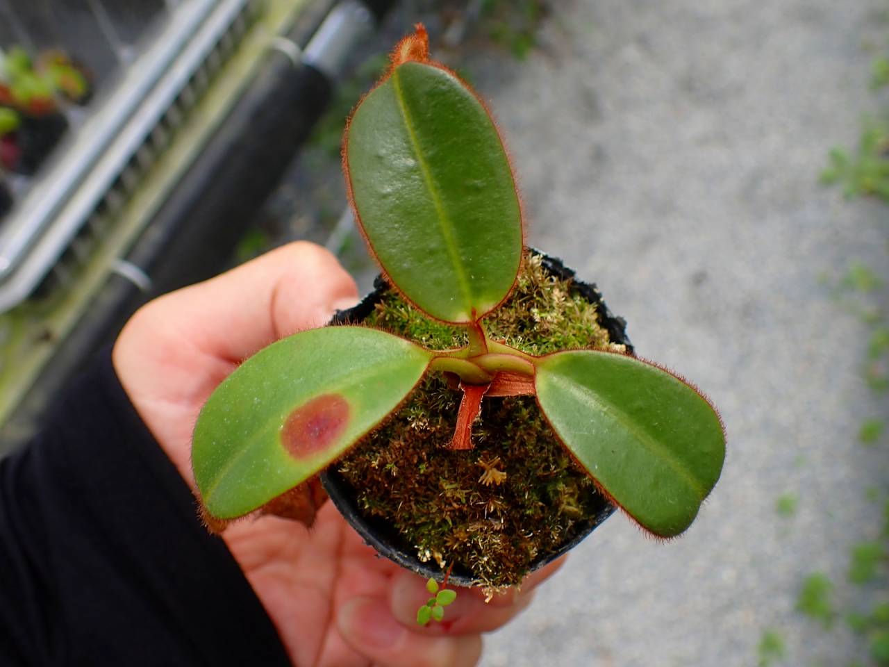 P535 5-1 N. erucoides x mindanaoensis - Y's Exotics （山田食虫植物