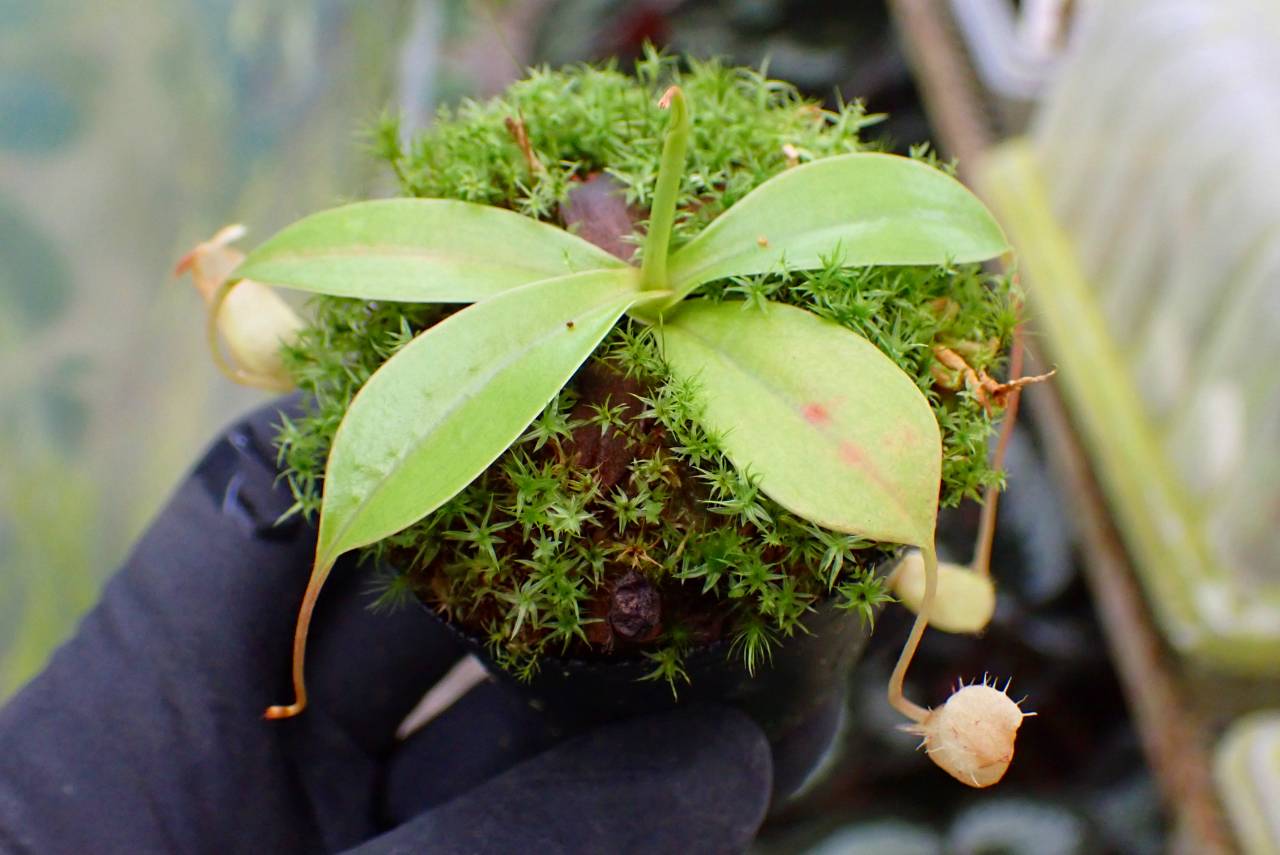 G154 1-4 [YA-100] N. sibuyanensis Y's Lab | Y's Exotics