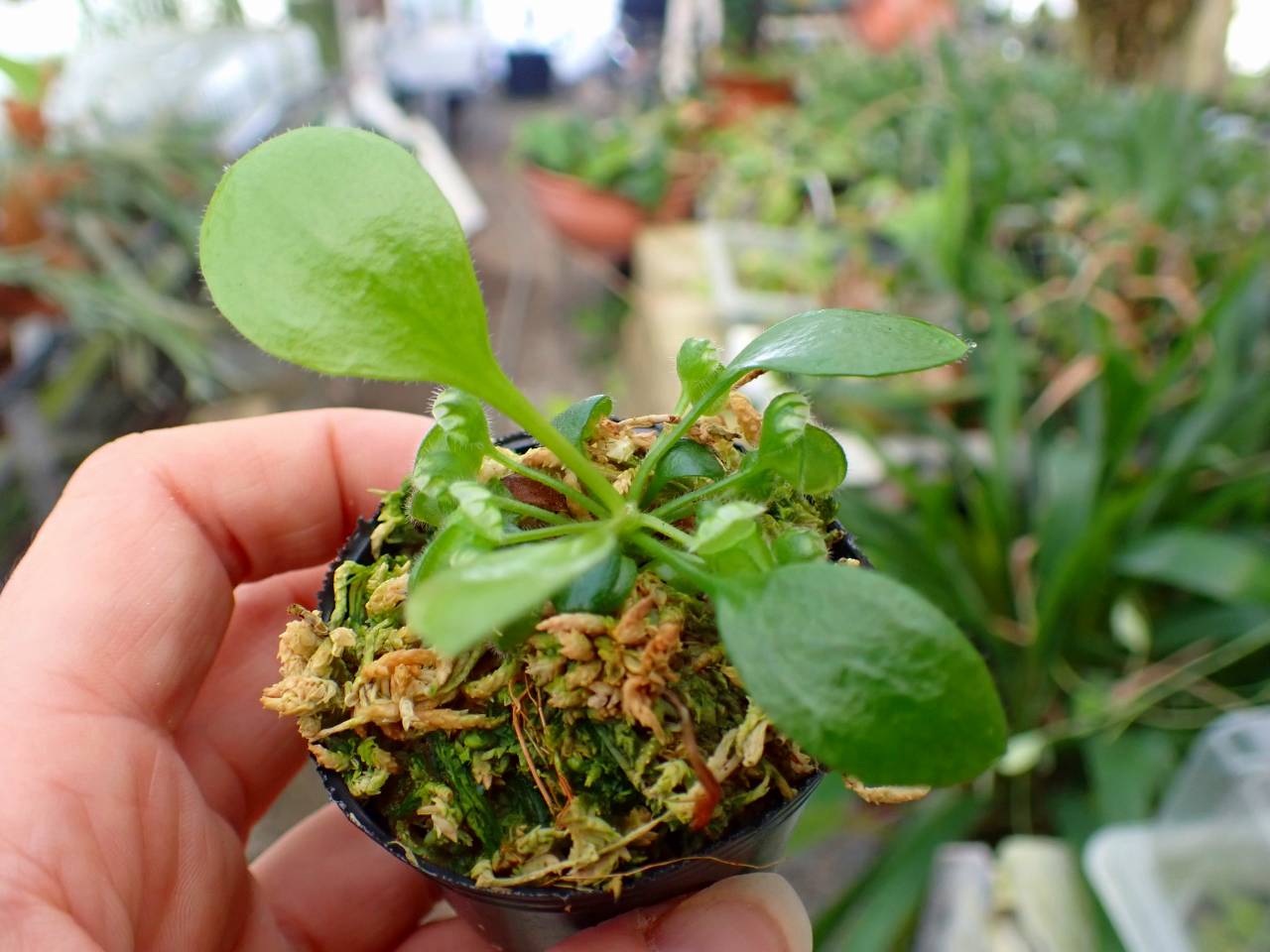 Y033 3-2 [YA-30] Cephalotus follicularis Giant Y's Lab - Y's