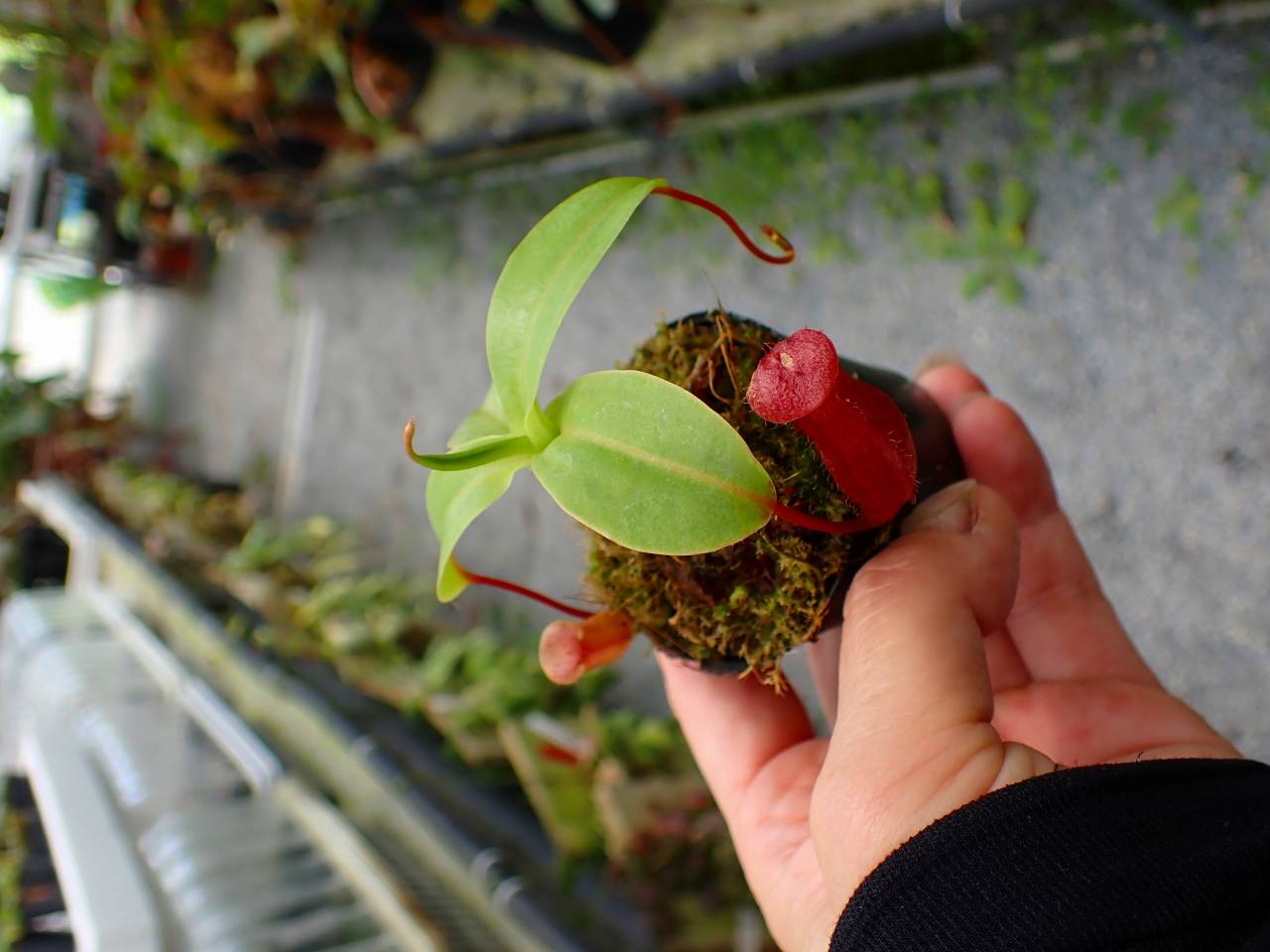 P256 5-1 N. ventricosa madja-as x rajah #NNN - Y's Exotics （山田