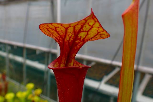 G554 #BBB S. flava var. atropurpurea CK | Y's Exotics （山田