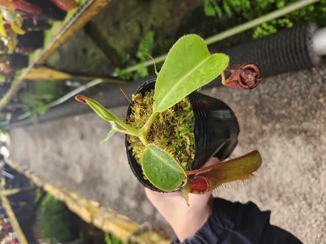 G651 1-3 N. (truncata x peltata) x lowii #NNN - Y's Exotics （山田