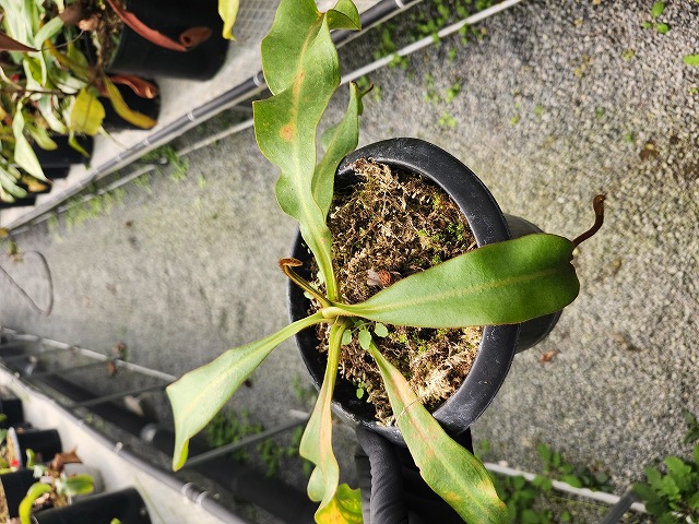 E535 5-1 N. veitchii (Hose Mtns) NE-32J MT - Y's Exotics （山田食