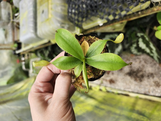 Y695 1-2 [YA-100] N. sibuyanensis Y's Lab - Y's Exotics （山田食虫