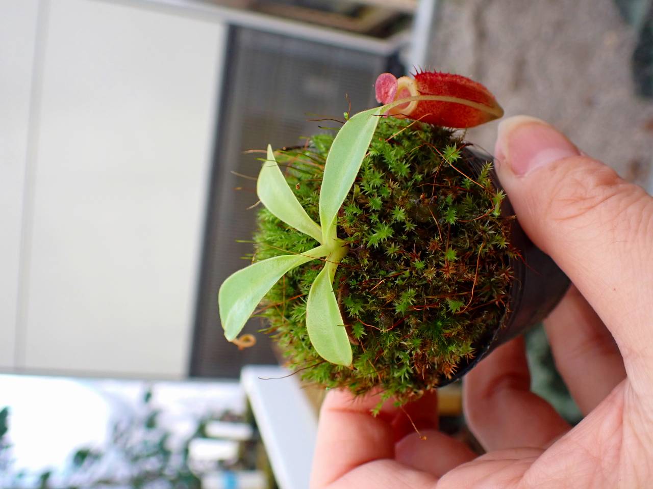 O622 1-4 N. jacquelineae x sibuyanensis konan - Y's Exotics （山田