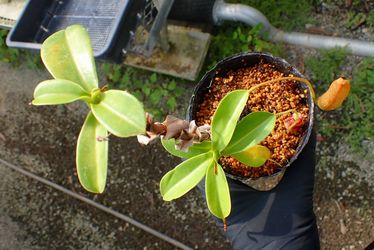 R313 4-2 N. (ventricosa x sibuyanensis) - giant x