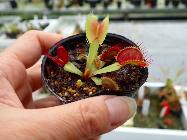 BIODROGA ビオドラガ エアステリニエ ムースウォッシュ 4点まとめて