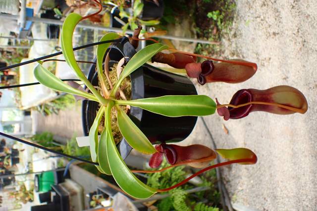 J155 1-2 N. ventricosa (N14, Liberec Botanical Garden) x