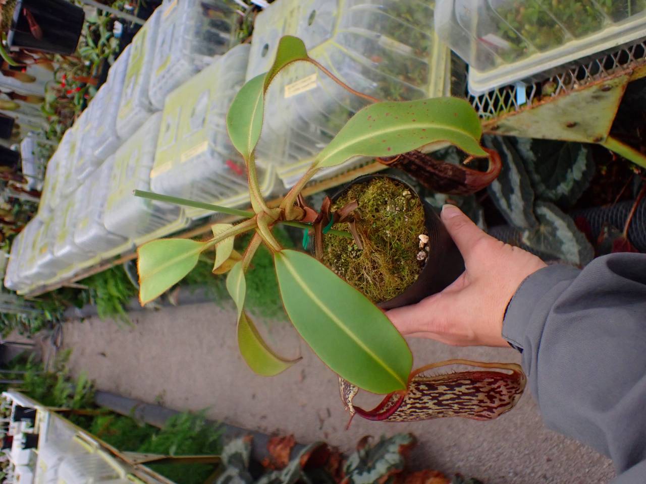 ナカツ　アンゼン　ころ 五木食品 タカモリ 濃厚ナポリタン 185g｜格安・安いお酒の通販／配達