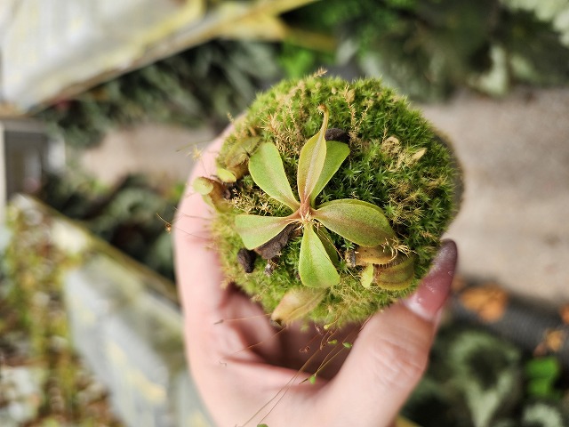 Microcyphus rousseaui　ウニ　殻　大 Microcyphus rousseaui ウニ 殻 大