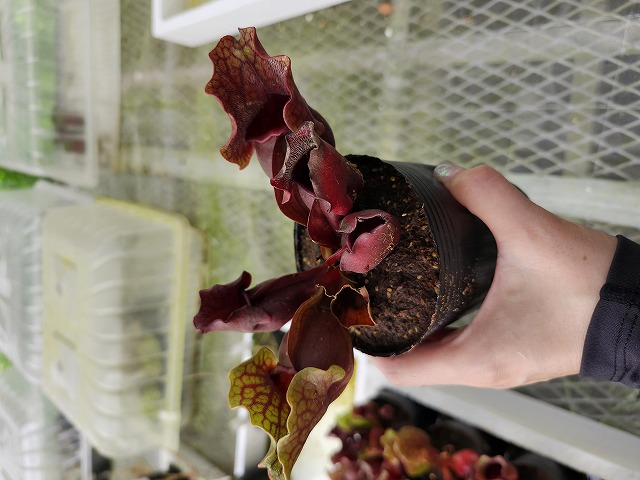 G664 4-1 S. purpurea ssp. venosa (伊勢花菖蒲園選別丸形No,16) MS