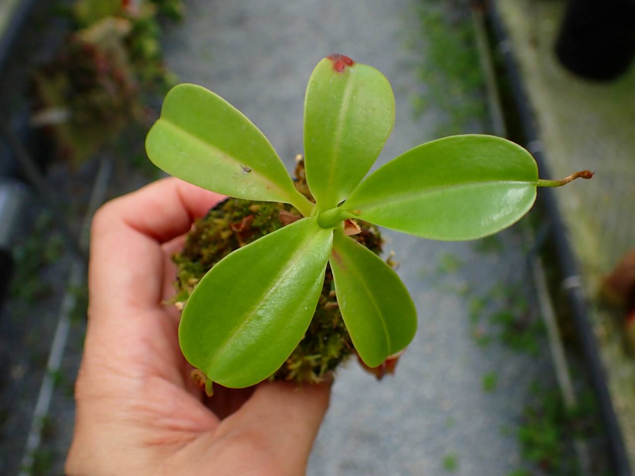 P955 5-1 N. ventricosa madja-as x rajah #NNN - Y's Exotics （山田