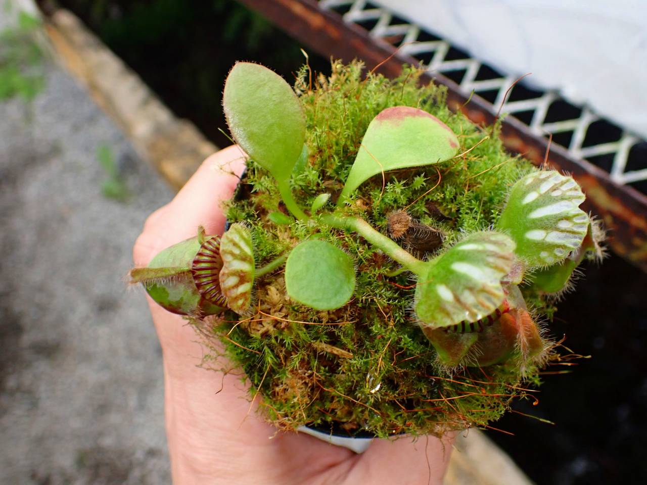 セファロタス \"Big boy\" S*D様 セファロタス ビッグボーイ 食虫植物 鈴*通様 セファロタス フォリ