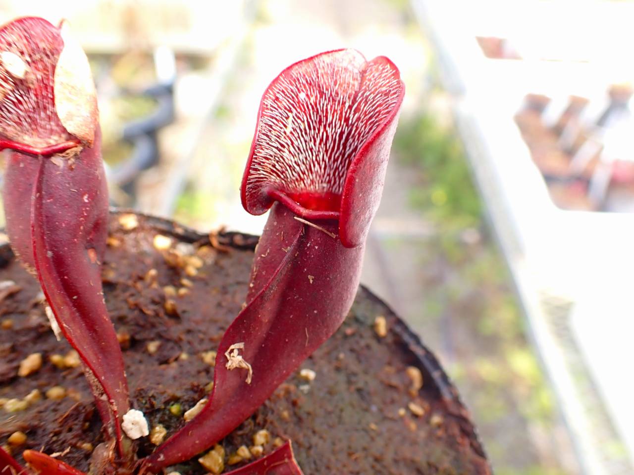 G028 4-1 S. purpurea ssp. purpurea (typical) CK - Y's Exotics